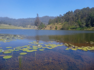 Mannavanur Lake Kodaikanal | Rabbit and Sheep Farm - Kodaikanal Travelogue