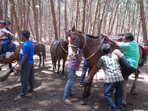 Horse riding in pine forest